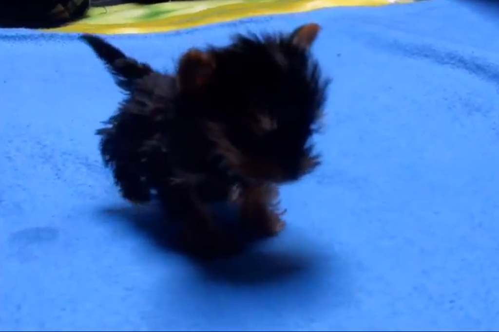  Terrier, Världens minsta,  Suni, Hund, Guinness Rekordbok